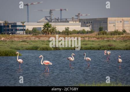 9 giugno 2022: Flamingo e altri uccelli airone con vista della città sullo sfondo dal paradiso degli uccelli nel delta di Gediz, che è un esteso sistema di zone umide formata sulla costa occidentale della baia di Izmir, dove il fiume Gediz incontra il Mar Egeo in Turchia il 9 giugno 2022. Il delta, che si qualifica come area di Ramsar, area di protezione della fauna selvatica e area protetta naturale, ospita circa 300 specie di uccelli ed è stato nominato Patrimonio dell'Umanità dall'UNESCO. (Credit Image: © Tolga Ildun/ZUMA Press Wire) Foto Stock