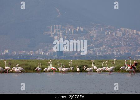 9 giugno 2022: Flamingo e altri uccelli airone con vista della città sullo sfondo dal paradiso degli uccelli nel delta di Gediz, che è un esteso sistema di zone umide formata sulla costa occidentale della baia di Izmir, dove il fiume Gediz incontra il Mar Egeo in Turchia il 9 giugno 2022. Il delta, che si qualifica come area di Ramsar, area di protezione della fauna selvatica e area protetta naturale, ospita circa 300 specie di uccelli ed è stato nominato Patrimonio dell'Umanità dall'UNESCO. (Credit Image: © Tolga Ildun/ZUMA Press Wire) Foto Stock