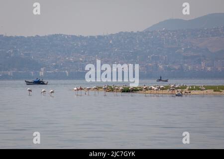 9 giugno 2022: Flamingo e altri uccelli airone con vista della città sullo sfondo dal paradiso degli uccelli nel delta di Gediz, che è un esteso sistema di zone umide formata sulla costa occidentale della baia di Izmir, dove il fiume Gediz incontra il Mar Egeo in Turchia il 9 giugno 2022. Il delta, che si qualifica come area di Ramsar, area di protezione della fauna selvatica e area protetta naturale, ospita circa 300 specie di uccelli ed è stato nominato Patrimonio dell'Umanità dall'UNESCO. (Credit Image: © Tolga Ildun/ZUMA Press Wire) Foto Stock