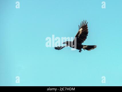 Un australiano Pied Currawong (Strepera graculina) che vola a Sydney, nuovo Galles del Sud, Australia (foto di Tara Chand Malhotra) Foto Stock