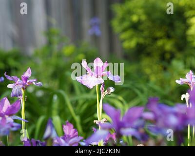 Bella iride viola nel sole del pomeriggio in un giardino a Ottawa, Ontario, Canada. Foto Stock