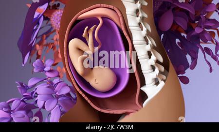 Feto nell'utero, illustrazione Foto Stock