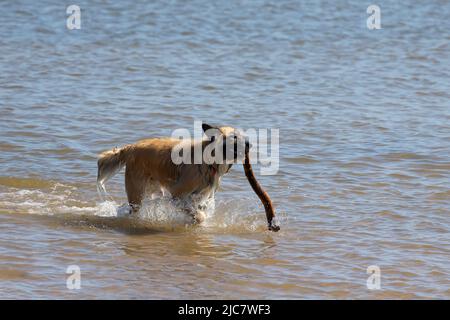 Il pastore belga conosciuto anche come il pastore belga o il Chien de Berger Belge. Un cane corre in acque poco profonde sulle rive del lago Michigan. Foto Stock