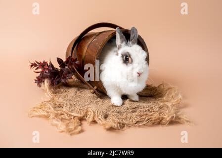 Coniglietto su uno sfondo crema studio, coniglietto soffice bianco. Coniglio domestico per animali domestici. Foto Stock