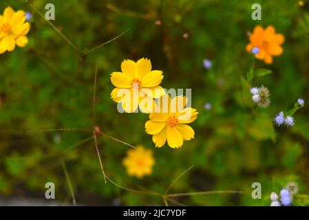 Coreopsis o fiori di semi di tickseed che crescono in Vietnam closeup Foto Stock