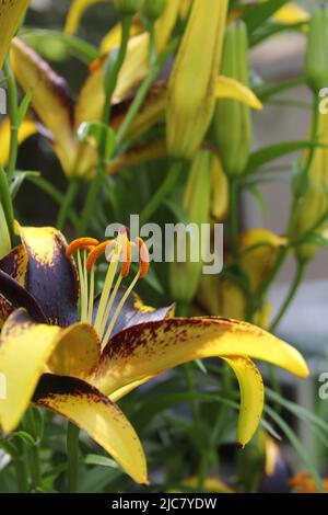 Black and Gold Lily Lilium Lionheart cresce in giardino all'aperto Foto Stock