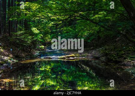 Silhouette di alberi che si riflette su una tranquilla superficie d'acqua di un ruscello di montagna Foto Stock