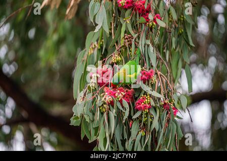 Adelaide Australia, 11 giugno 2022. Un piccolo Lorikeet australiano (Glossopsitta pusilla) che si nuota sulla gomma da fiore rossa (Corymbia ficifolia) ad Adelaide, Australia. Credit. amer Ghazzal/Alamy Live News Foto Stock