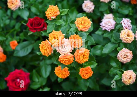 Fiori di rosa colorati in fiore nel giardino Foto Stock