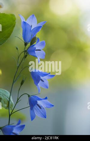 Campanula rotundifolia Foto Stock