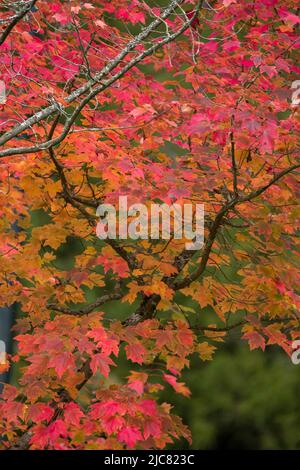 Albero di acero colorato Foto Stock