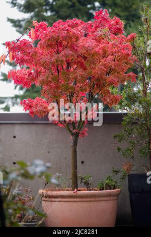 Albero di acero colorato Foto Stock