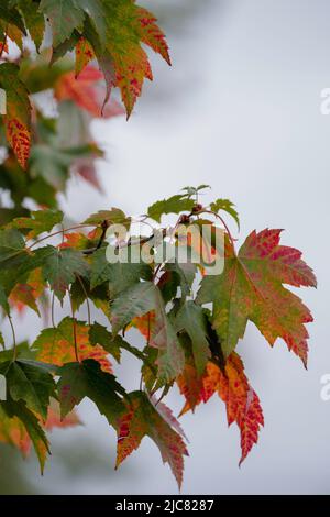 Albero di acero colorato Foto Stock