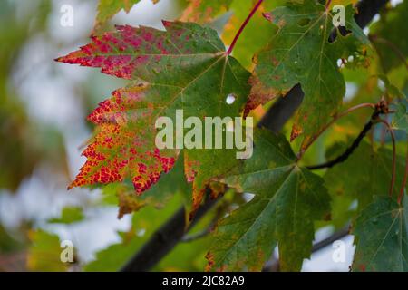 Albero di acero colorato Foto Stock