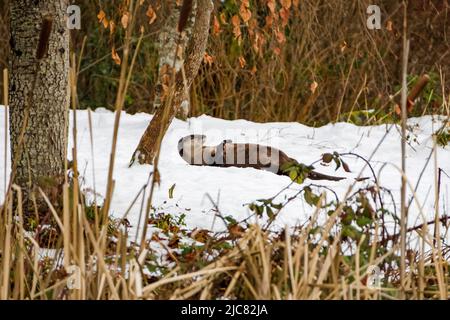 Lontra del fiume nordamericano nella neve Foto Stock