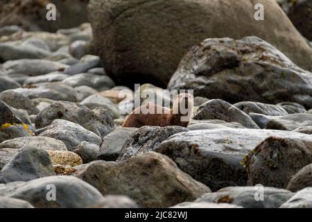 Caccia alle lontre fluviali sulla riva Foto Stock