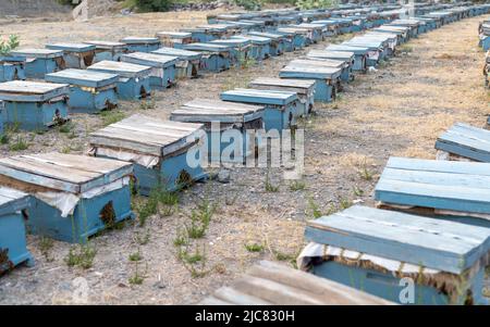 Apiario o cortile di api pieno di uomo fatto alveari per le api Foto Stock