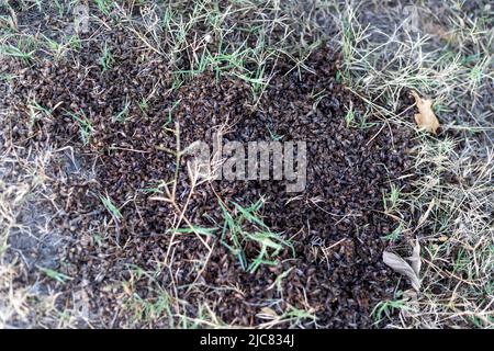 Un sacco di api morte che si stendono a terra o insetti morti Foto Stock