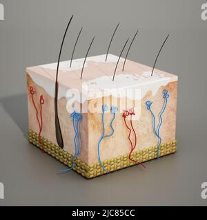 3D struttura di una sezione di pelle umana con malattia di vitiligo. 3D illustrazione. Foto Stock