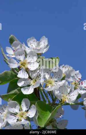 Fiori di pera su sfondo cielo blu. Primavera fioritura di alberi da frutto Foto Stock