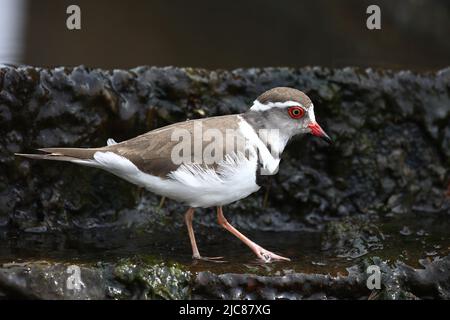 Dreibandregenpfeifer / Tre-nastrare plover o a tre bande / sandplover Charadrius tricollaris Foto Stock