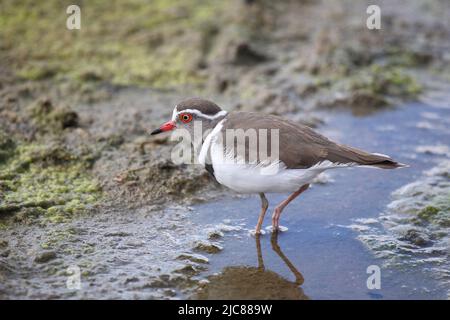 Dreibandregenpfeifer / Tre-nastrare plover o a tre bande / sandplover Charadrius tricollaris Foto Stock