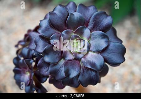 Rosa nera Fiore succulento noto anche come aeonium arboreum «zwartkop» Foto Stock