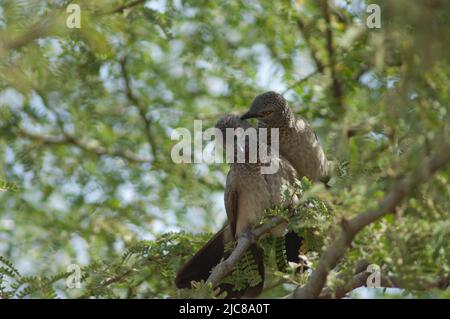 Baby blers marrone Turdoides plebejus grooming su un ramo di gomma acacia Senegalia senegal. Parco Nazionale di Langue de Barbarie. Saint-Louis. Senegal. Foto Stock