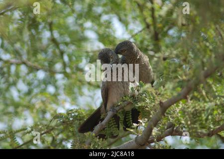 Baby blers marrone Turdoides plebejus grooming su un ramo di gomma acacia Senegalia senegal. Parco Nazionale di Langue de Barbarie. Saint-Louis. Senegal. Foto Stock