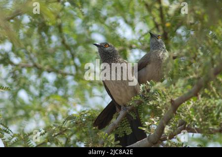 Baby blers marrone Turdoides plebejus su un ramo di gomma acacia Senegalia senegal. Parco Nazionale di Langue de Barbarie. Saint-Louis. Senegal. Foto Stock