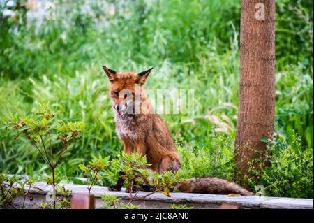 volpe rossa seduta su un muro nel bosco Foto Stock