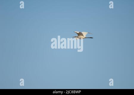 Grande egret Ardea alba melanorhynchos in volo. Parco Nazionale di Oiseaux du Djoudj. Saint-Louis. Senegal. Foto Stock