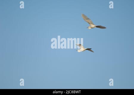 Grandi egrets Ardea alba melanorhynchos in volo. Parco Nazionale di Oiseaux du Djoudj. Saint-Louis. Senegal. Foto Stock