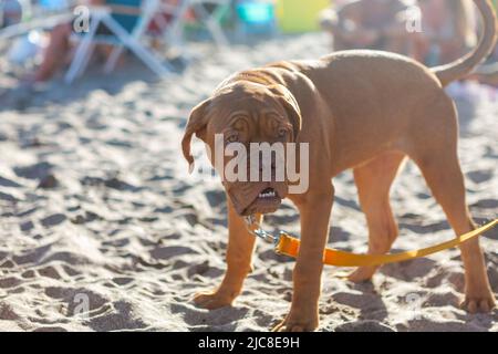 cucciolo di borgogna in sabbia sulla spiaggia Foto Stock