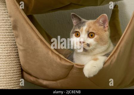 Gatto animale domestico carino della razza britannica di shorthair sta giocando su un albero del gatto nel paese Foto Stock