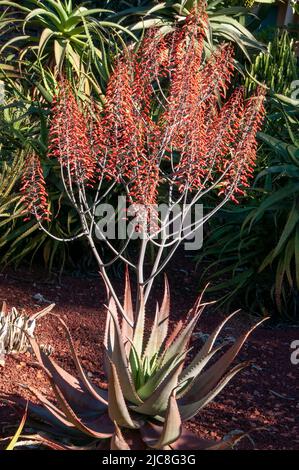 Sydney Australia, aloe chabaudii fiorito in giardino Foto Stock
