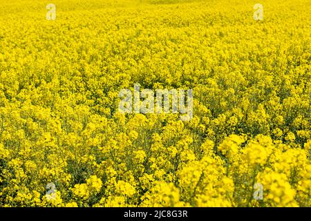 Campi di canola. Campi di canola in fiore sotto un cielo blu con nuvole. Bellissimi fiori gialli. Foto Stock