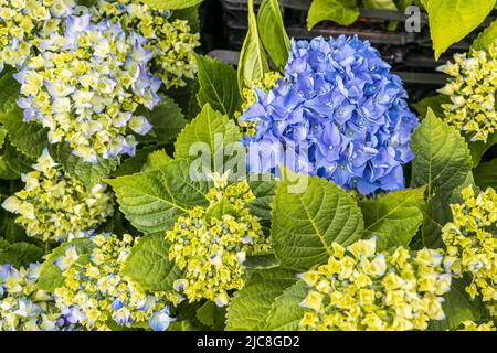 Fuoco selettivo su begli cespuglio di fiori blu, viola Hydrangea o Hortensia (Hydrangea macrophylla) e foglie verdi sotto la luce del sole Foto Stock