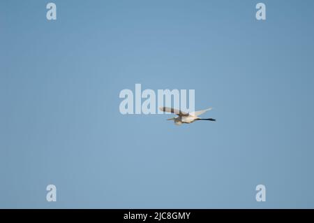 Grande egret Ardea alba melanorhynchos in volo. Parco Nazionale di Oiseaux du Djoudj. Saint-Louis. Senegal. Foto Stock