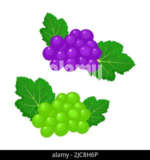 Uva verde e rami di uva rossa si isolano su sfondo bianco.uva da vino viola e bianco o uva da tavola.icona frutta fresca.illustrazione vettoriale Illustrazione Vettoriale