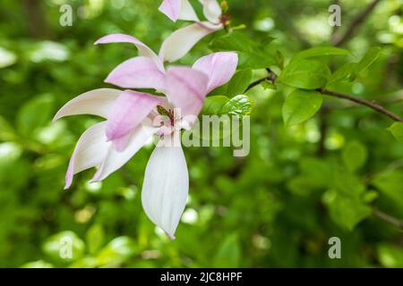 Fiore magnolia in fiore su sfondo verde Foto Stock