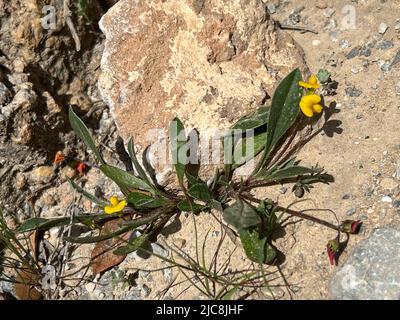 Scorpiurus muricatus - Scorpiurus muricatus - Stacheliger Skorpionsschwanz - Scorpiurus muricatus Foto Stock