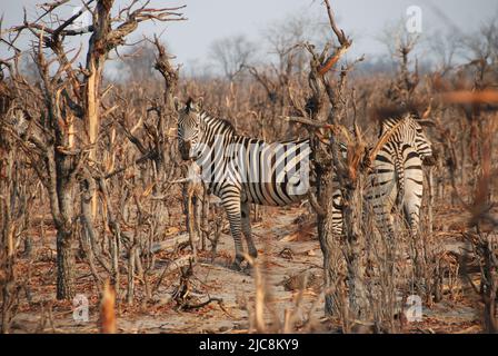 Zebre camuffate nella foresta di mopane in Namibia Foto Stock