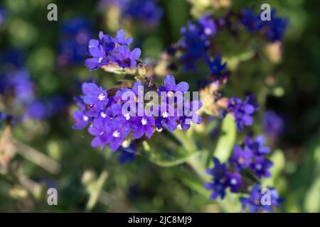 Anchusa officinalis, bugloss comune, fiori viola closeup fuoco selettivo Foto Stock