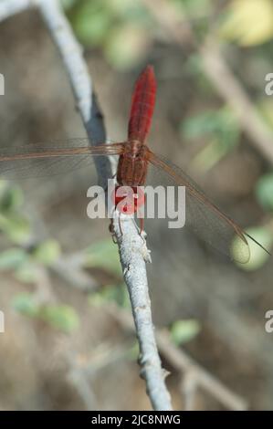 Scarlatto maschio dragonfly Crocothemis eritraea su un ramo. Parco Nazionale di Oiseaux du Djoudj. Saint-Louis. Senegal. Foto Stock