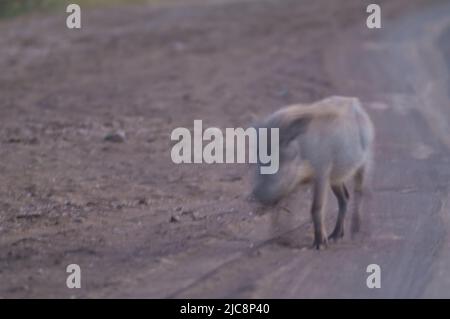 Nolan warthog Phacochoerus africanus africanus walking. Sfocatura dell'immagine per suggerire il movimento. Parco Nazionale di Oiseaux du Djoudj. Saint-Louis. Senegal. Foto Stock