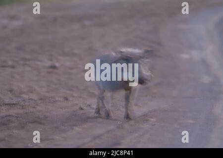 Nolan warthog Phacochoerus africanus africanus walking. Sfocatura dell'immagine per suggerire il movimento. Parco Nazionale di Oiseaux du Djoudj. Saint-Louis. Senegal. Foto Stock