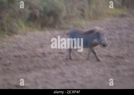 Nolan warthog Phacochoerus africanus africanus walking. Sfocatura dell'immagine per suggerire il movimento. Parco Nazionale di Oiseaux du Djoudj. Saint-Louis. Senegal. Foto Stock