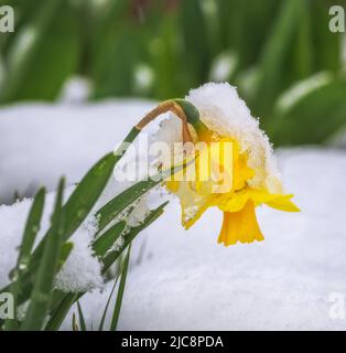 Primo piano di fiori gialli di daffodil nella neve Foto Stock