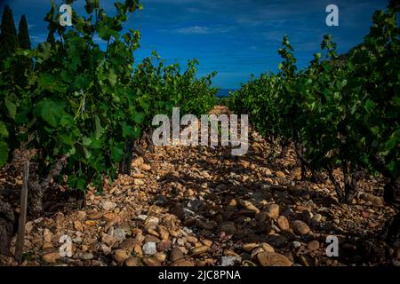 Vigneti a chateauneuf du Pape contro un cielo blu, provenza Francia. Foto Stock